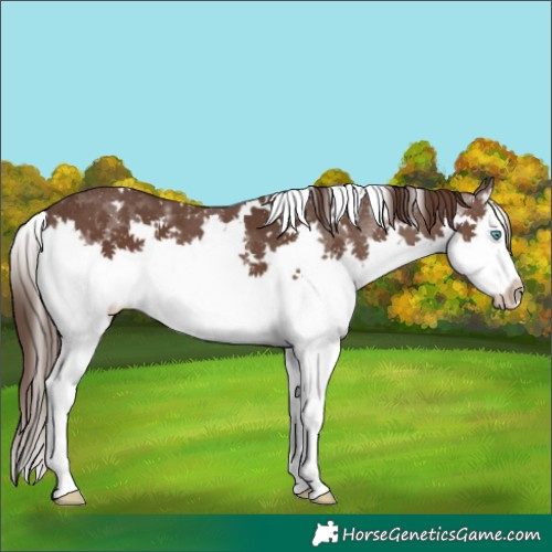 Horse Color:White Spotted Liver Chestnut Splash 