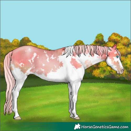 Horse Color:White Spotted Chocolate Palomino Pearl Splash 