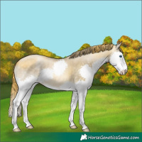 Horse Color:Buckskin Pearl Splash 