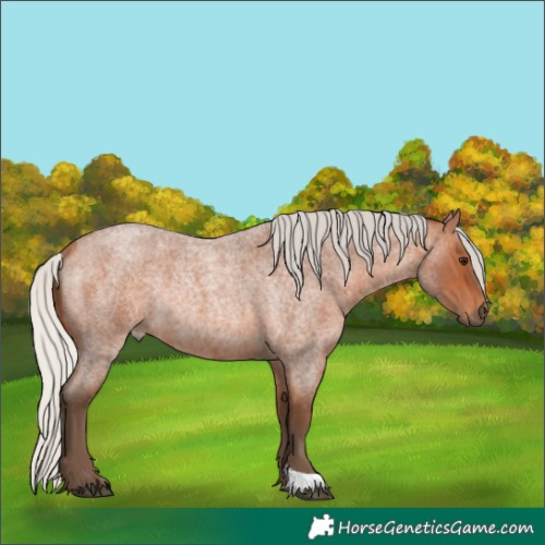 Horse Color:Silver Bay Roan Rabicano