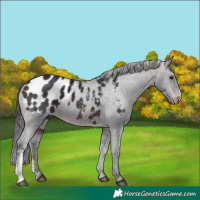 Horse Color:Bay Mushroom Sabino Appaloosa 