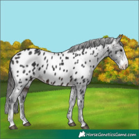 Horse Color:Brown Mushroom Sabino Blanket 