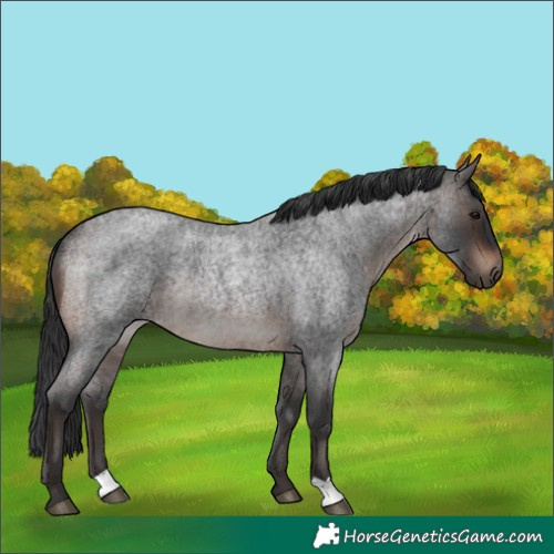 Horse Color:Brown Roan Mushroom Rabicano