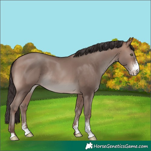 Horse Color:Sable Champagne Mushroom Sabino Rabicano 