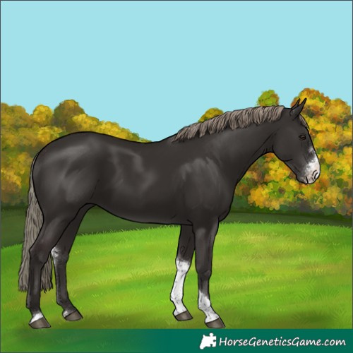 Horse Color:Liver Chestnut Mushroom Sabino Tobiano