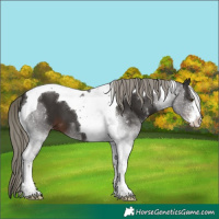 Horse Color:Liver Chestnut Mushroom Sabino Tobiano 