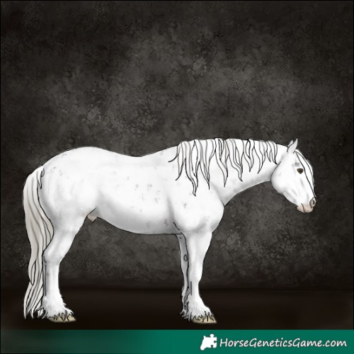 Horse Color:Liver Chestnut Mushroom Sabino Rabicano  and Liver Chestnut Mushroom Sabino Rabicano 