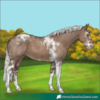 Horse Color:Liver Red Dun Mushroom Sabino Tobiano