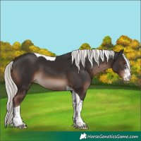 Horse Color:Liver Chestnut Mushroom Sabino Tobiano
