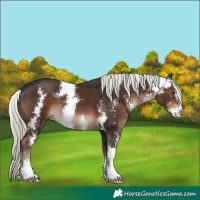 Horse Color:Liver Chestnut Mushroom Sabino 