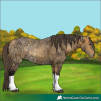 Horse Color:Buckskin Ice Tobiano 