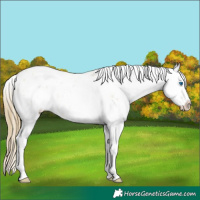 Horse Color:Buckskin Roan Pearl Splash Appaloosa 