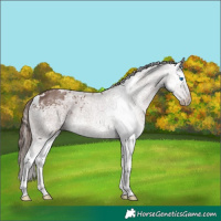 Horse Color:White Spotted Liver Chestnut Splash 