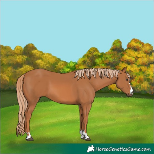 Horse Color:Unknown 