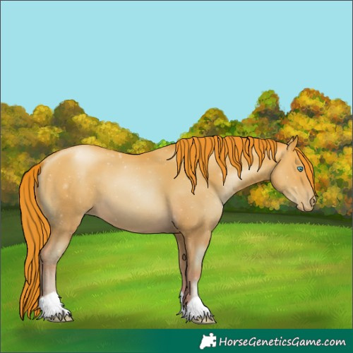 Horse Color:Buckskin Pearl 
