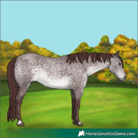 Horse Color:Platinum Chocolate Buckskin Roan 
