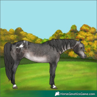 Horse Color:Gray Platinum Brown Appaloosa 