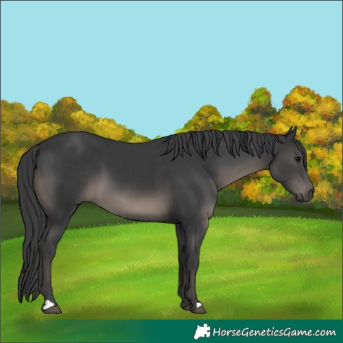 Horse Color:Black 