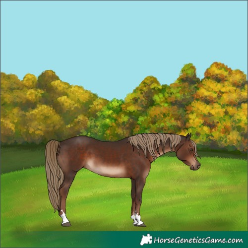 Horse Color:Liver Chestnut 