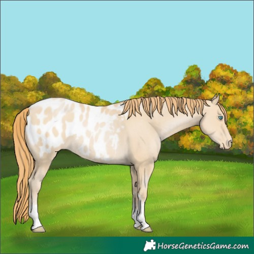 Horse Color:Smoky Black Pearl Sabino Blanket 