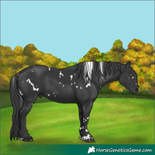 Horse Color:White Spotted Black 