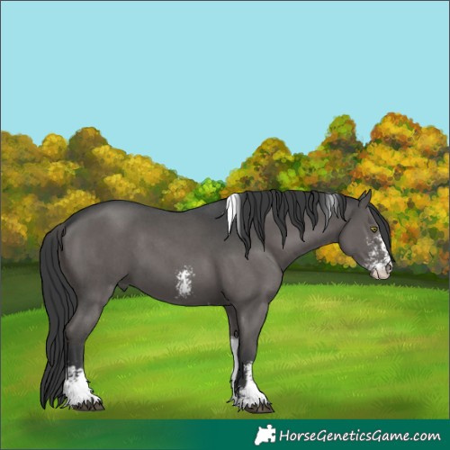 Horse Color:Black Sabino Tobiano 