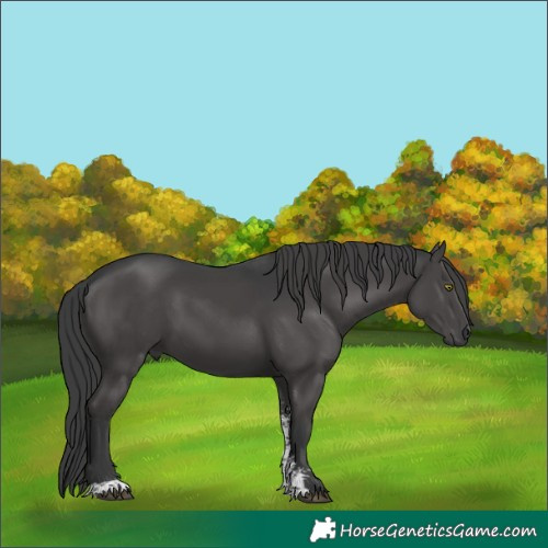 Horse Color:Black Sabino 