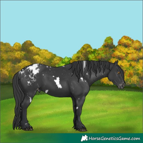 Horse Color:White Spotted Black Appaloosa 