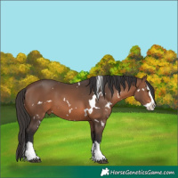 Horse Color:White Spotted Brown Splash 