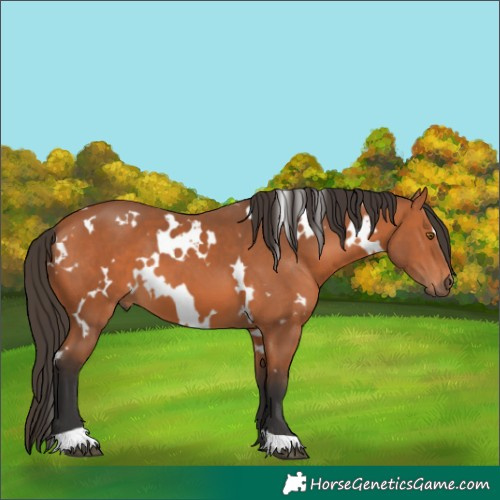 Horse Color:Unknown 