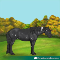 Horse Color:White Spotted Black 