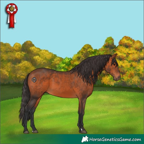 Horse Color:Bay 