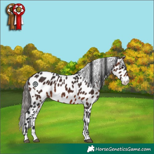 Horse Color:Brown Appaloosa 