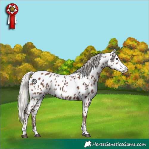 Horse Color:Silver Black Appaloosa 