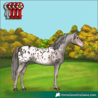 Horse Color:White Spotted Liver Chestnut Appaloosa 