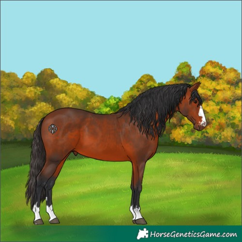 Horse Color:Bay 
