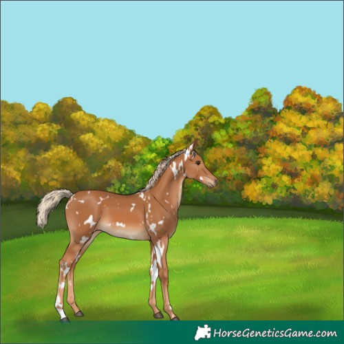 Horse Color:White Spotted Chestnut 