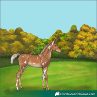 Horse Color:White Spotted Chestnut 