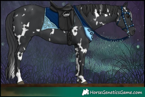 Horse Color:White Spotted Black