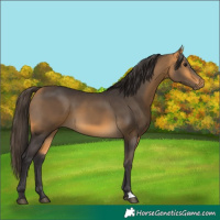 Horse Color:Buckskin 