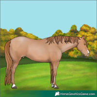 Horse Color:Bay Pearl 