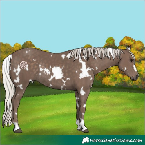 Horse Color:White Spotted Silver Black Rabicano 