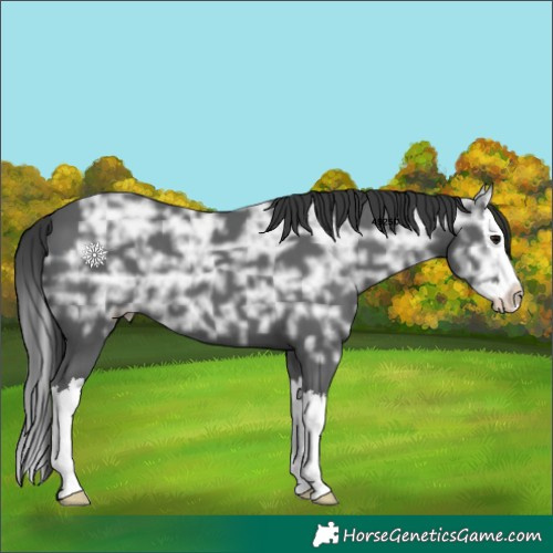Horse Color:Black Ice Splash 