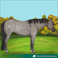Horse Color:Smoky Grullo