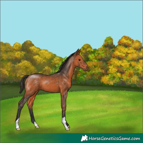 Horse Color:Bay 