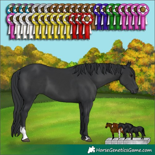 Horse Color:Black Sabino 