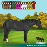 Horse Color:Black Sabino 