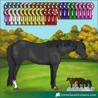 Horse Color:Black Sabino