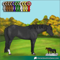Horse Color:Black Sabino