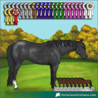 Horse Color:Black Sabino 